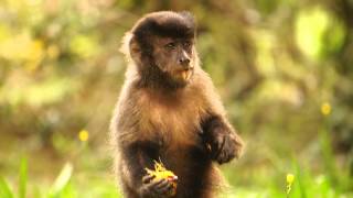 Macaco Prego Cebus apella nigritus  Jardim Botânico do Rio de Janeiro 1Jun2013 [upl. by Key]