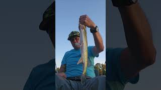 202410223 Pickerel Catch on whopper plopper bassfishing kayakfishing fishing [upl. by Kai655]