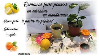 Comment faire pousser un citronnier mandarinier chez soi en faisant germer  vite des pépins [upl. by Olram]