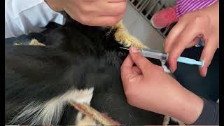 Cornual nerve block in cattle for dehorning or surgical intervention [upl. by Nannette]