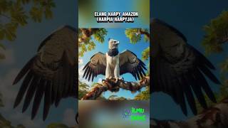 Elang Harpy Amazon  Harpia Harpyjahewanunik hewanlangkahewanhutanamazonilmusainsmengenalhewan [upl. by Om745]