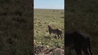 Walking with a cheetah😍😍 [upl. by Eelahc]