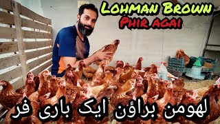 Lohman Brown Heat pay agae chicks eggs amp pure bread detail lohman eggs chicks eggmachine lahore [upl. by Eatnhoj]