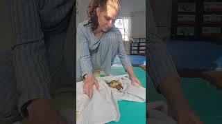 Trunky the Horsefield Tortoise fresh after bath video animals pets happy cute [upl. by Gonzales251]