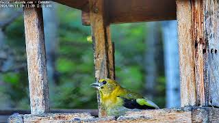 20240914  Foothills Birds  PTZ Live Stream Bird Feeder Cam 65 Species [upl. by Nemrak637]