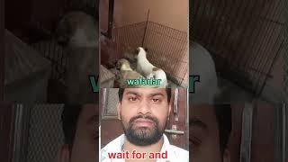 Wafadari isea kahate Hain video pasand aaye to like aur subscribe kar [upl. by Einnalem]