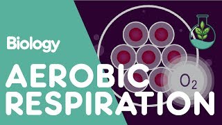 What Is Aerobic Respiration  Physiology  Biology  FuseSchool [upl. by Sualokcin]