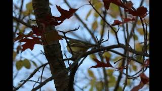 MALE BLUE HEADED VIREOS hormones amp behavior [upl. by Niraa]