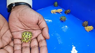 Pacman Frogs at Karnataka Aquarium [upl. by Aldon165]