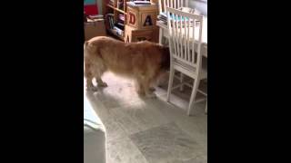 Golden Retriever with Brain Tumor PreSurgery Pt 1  Southeast Veterinary Neurology [upl. by Elleira730]