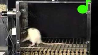 Conditioned suppression of a rats lever pressing [upl. by Hpesoj]