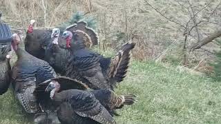 Turkeys Fighting [upl. by Tito]