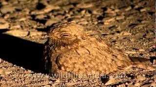 Indian Nightjar Caprimulgus asiaticus [upl. by Ditter565]