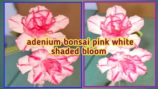 adenium bonsai pink white shaded bloom Baghwani terrace garden Baghwani695 [upl. by Relly]