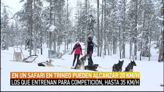 Un paseo en trineo de perros por la nieve [upl. by Inat368]