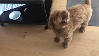 Poodle BARKING  Teddy Bungoo [upl. by Valentino917]