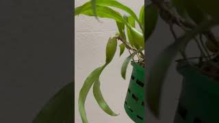 Coelogyne Fimbriata [upl. by Alyn]