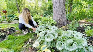 Trimming Brunnera Fixing amp Splitting Hakonechloa All Gold Grass Planting Impatiens Max Outside🐱 [upl. by Sabir]