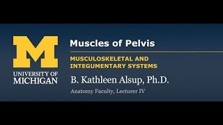 Skeletal Muscle Muscles of the Pelvis [upl. by Yardna]