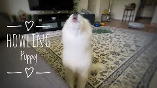 How a Samoyed puppy’s Howling is evolving🐶 samoyed puppy howling [upl. by Shauna597]