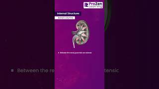 Structure of Kidney  Part 4  Biology  prozen Learning [upl. by Goldston510]