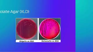 Types of Growth Media in Microbiology [upl. by Codd]