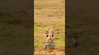 Interesting Facts About Warthog  warthog hunting  shorts animals [upl. by Roselani]