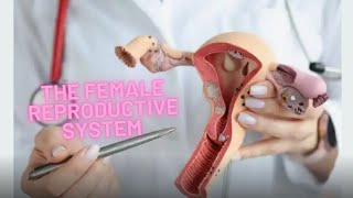 The female reproductive system [upl. by Llezniuq290]