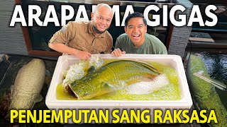 PENJEMPUTAN ARAPAIMA GIGAS IKAN YANG PALING AKU IMPIKAN SIAP MASUK KOLAM DI RUMAHKU [upl. by Sukramed]