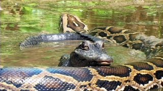 Pythons at Alligator Pond 07  Dangerous Animals in Florida [upl. by Arita]