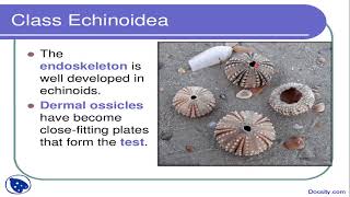 Phylum Echinodermata Class Echinoidea [upl. by Daniyal]