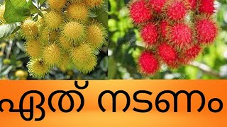 മഞ്ഞ ചുവപ്പ് റമ്പൂട്ടാനിൽ ഏത് നടണംwhich To Plant In The Yellow Red RAMBUTAN [upl. by Sholom]