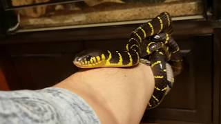 Handling Mangrove Snake Boiga dendrophila [upl. by Atalante]