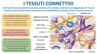 I TESSUTI CONNETTIVI [upl. by Moor763]