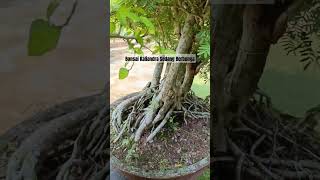 Bonsai Kaliandra Surinamensis Sedang Berbunga shorts bonsai art [upl. by Sky]