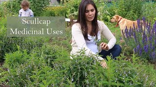 Medicinal Uses of Scullcap Scutallaria laterifolia with Marina kesso [upl. by Delcina]