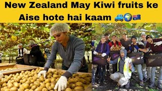 New Zealand kiwi Fruits may aise hota hai kaam  Aise Kammate hai New Zealand may kiwi fruits may [upl. by Airym]