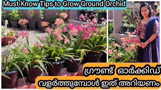 10 Golden tips for Healthy Ground Orchids  ഗ്രൗണ്ട് ഓർക്കിഡ് ചെടി ആരോഗ്യത്തോടെ വളർത്താൻ 10 ടിപ് [upl. by Ylelhsa]