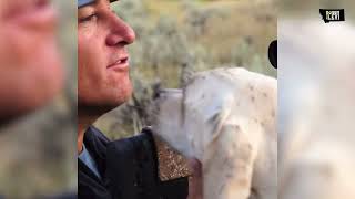 2024 Doggin trailer  Hunting coyotes  Montana  Decoy dogs [upl. by Tybie828]