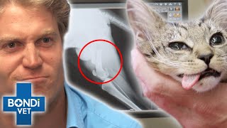 Fixing Broken Bones 🦴😱 Bondi Vet Compilation  Bondi Vet [upl. by Vargas]