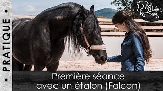 • PRATIQUE • Première séance avec un étalon Falcon [upl. by Epilihp]