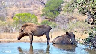 Warthogs By The Water [upl. by Nwahser]