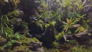 Terrarium tropical with artificial rock background [upl. by Enhpad]