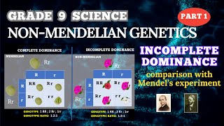 NONMENDELIAN GENETICS INCOMPLETE DOMINANCE  GRADE 9 SCIENCE  BIOLOGY [upl. by Ammeg362]