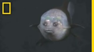 Fish With Transparent Head Filmed  National Geographic [upl. by Bucher693]