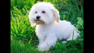 Dogfidelity  Bichons Maltais [upl. by Oir266]