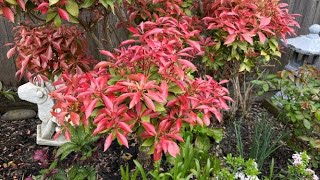 Maintaining Cloud Pruning For Pieris Japonica Early Season  May 4 2022 [upl. by Cheadle]