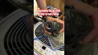 Rescuing Oscar Fish  Tried to eat pleco fish  They have hard spines and get stuck in their mouth [upl. by Emirak]