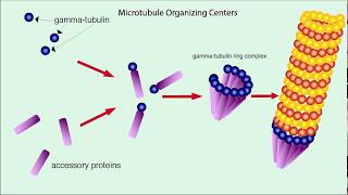 Microtubules Structure and Function [upl. by Acnayb]