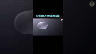 Spermatogenesis  Male reproduction [upl. by Kristos]